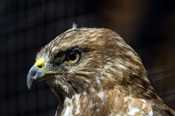 Broad-winged Hawk