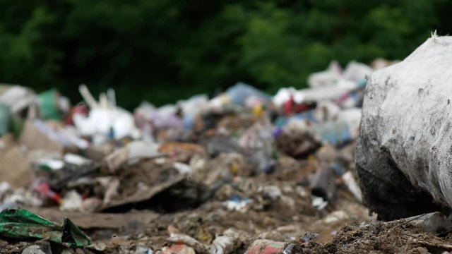 Many flies around garbage