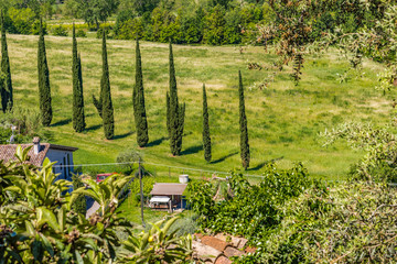 Row of cypresses in Italian countryside