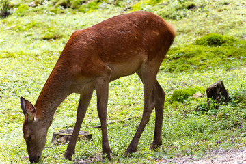 Young female deer eating grass-Stock photos