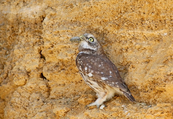 Little owl with turtle in beak
