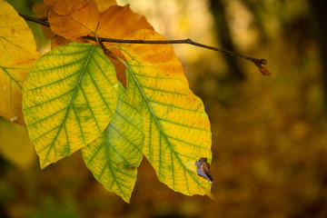 Obraz premium colorful autumn leafs of different colors