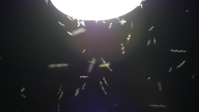 Mosquitoes at night around lamp light
