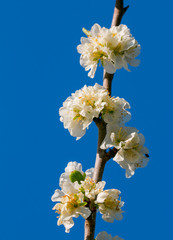 White apple flowers branch isolated on blue background