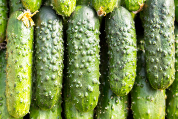 Cucumbers on the counter of the store, close-up.