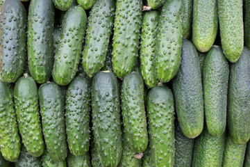 Cucumbers on the counter of the store, close-up.