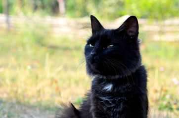 Portrait of black cat with green eyes outside,photo