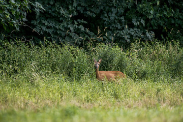 Deer