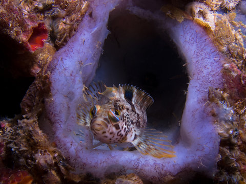 Speckled Klipfish laying on the reef with googly eyes.