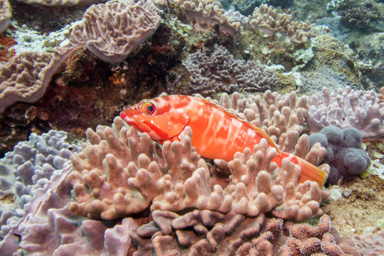 Red-barred Rock Cod Laying In Hard Coral On The Reef.