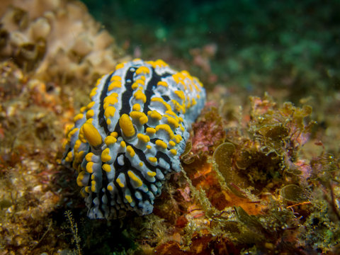Close up of a Nudibranch / sea slug with yellow, black and white coloring. (Varicose Phyllidia)