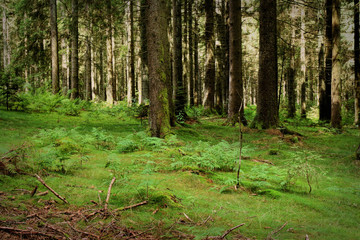 Obraz premium Hiking along a path in the Black Forest, Germany