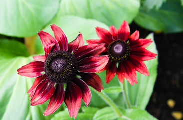 Crimson black-eyed-susan closeup