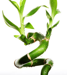 lucky bamboo over white background