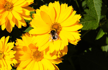 Yellow heliopsis closeup