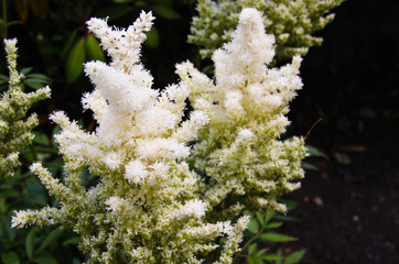 White astilba in bloom