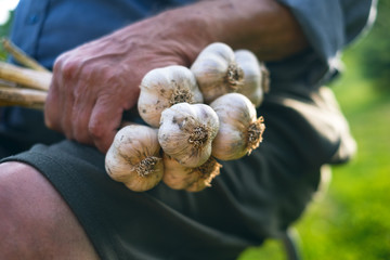 Old man holding a fresh garlic in a nature. Natural background. Farmer. Medicine and healthy. Traditional medicine. 