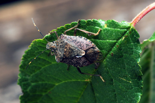 Pentatomidae Stink Cimice bugs Pentat&oacute;midos Shield Schildwantsen תריסיתיים bug Chinches 蝽科 boticario Настоящие щитники Soia Baumwanzen Graphosoma lineatum Tarcz&oacute;wkowate Bọ x&iacute;t سن&zwnj;های بدبو C&iacute;meres 