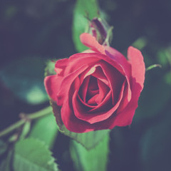 Beautiful red rose in the dark. Desaturated photography with haze. View from above.