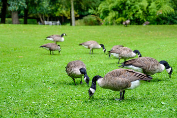 A herd of Canada geese seeking food on a grass field