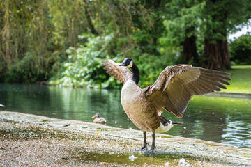 Fototapeta premium A Canada goose is stretching its wing in the lakeside