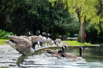 A herd of Canada geese entering the water