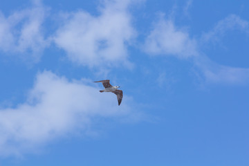 Obraz premium Seagull flying over the sky