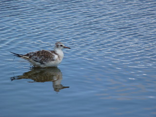 Water bird