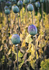 Two dry poppy heads