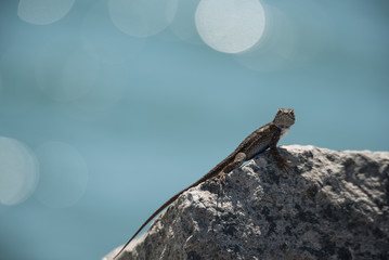 Lizard resting on rock