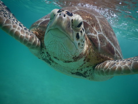 Funny Turtle In Akumal, Mexico