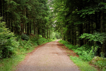 Fototapeta na wymiar Hiking along a path in the Black Forest, Germany
