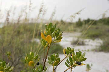 Beach Flower