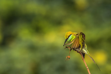 Green Bee Eater Preening in Green Background Chennai Tamil Nadu