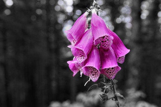 Purple foxglove, thimble, blossom, Black Forest, Germany