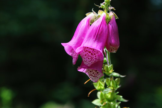 Purple foxglove, thimble, blossom, Black Forest, Germany