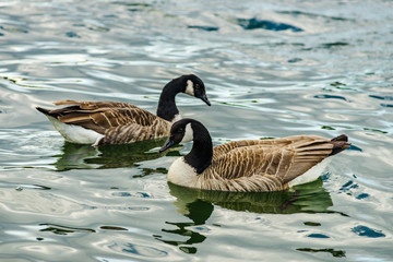 Beautiful mallard with black head on the lake
