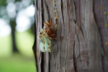 Closeup of Emergence of cicada 