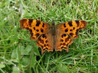 Comma butterfly on grass with open wings