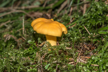 Eierschwammerl, Echter Pfifferlinge, Rehling (Cantharellus cibarius) - Schwammerl im Wald wachsend