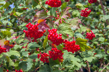 Red berries of a guelder-rose bush