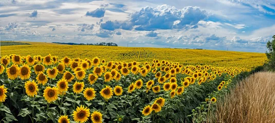 Zelfklevend Fotobehang Summer landscape with a field of sunflowers © pavlobaliukh