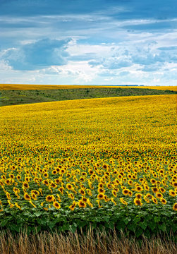 Sunflowers field with clouds