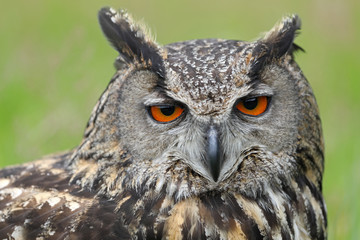 Obraz premium Eurasian eagle-owl