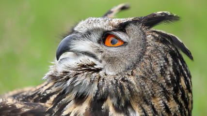 Eurasian eagle-owl