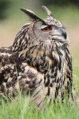 Eurasian eagle-owl