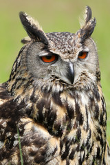 Naklejka premium Eurasian eagle-owl