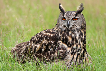 Eurasian eagle-owl