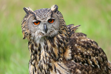 Eurasian eagle-owl