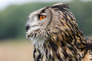 Eurasian eagle-owl